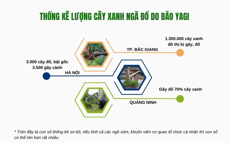  Thống kê lượng cây xanh ngã đổ do bão Yagi